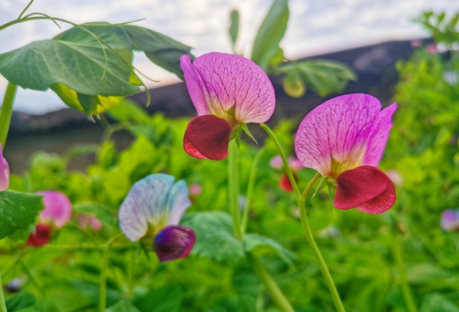 豌豆花是什么顏色？春日里的紫色精靈如春日夢幻