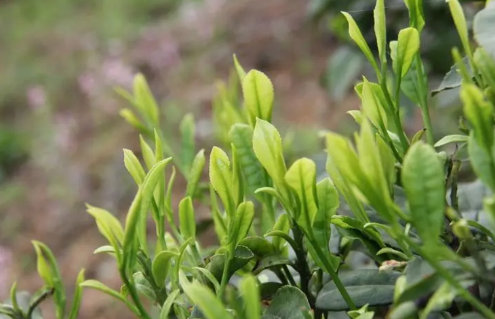 茶葉是樹的葉子嗎？茶葉不僅是茶樹上的葉子，更是千年文化的