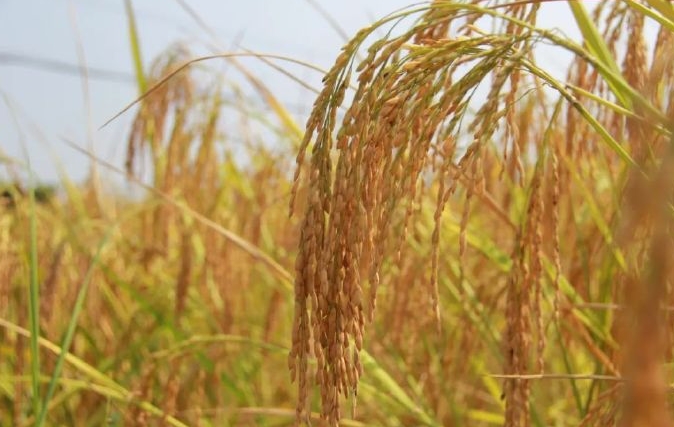 精準滅殺水稻鉆心蟲，生物與化學農藥并驅守護糧食安全新利器