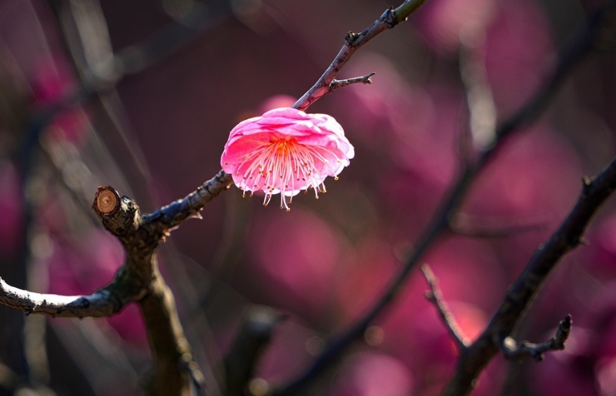 梅花不僅香自苦寒來，梅花更能結出意想不到的美味果實？