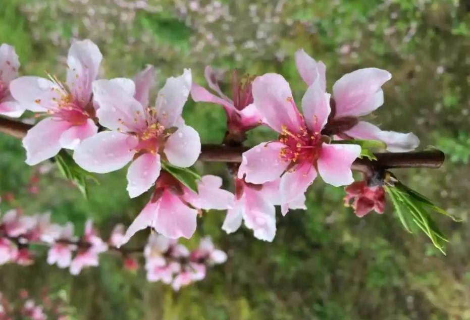 春日花語新發(fā)現(xiàn)：桃花是單花芽還是復(fù)花芽之謎，解開自然密碼