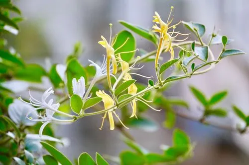 金銀花幾月份開花最多？金銀花開，香滿人間的絢爛時刻！