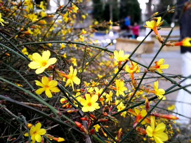 迎春綻放，色彩斑斕：一探迎春花的樣子、氣味及其獨(dú)特生態(tài)之美！