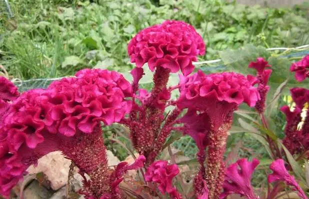 自然之約，時間之秘！揭秘雞冠花盛開的神奇時刻！