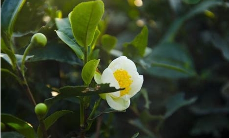 茶花-茶之名，花之美一花兩世界：茶香與花韻的完美融合！