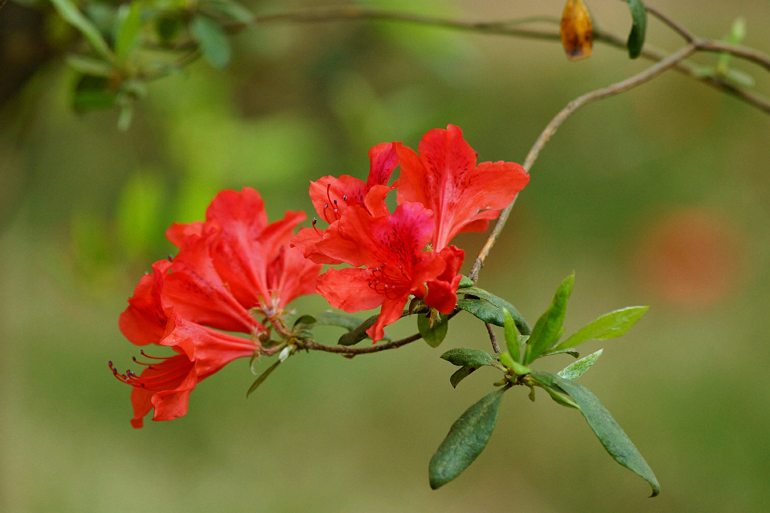 杜鵑花為何得名？一場(chǎng)關(guān)于歷史傳說(shuō)與人文寓意的深度對(duì)話(huà)！