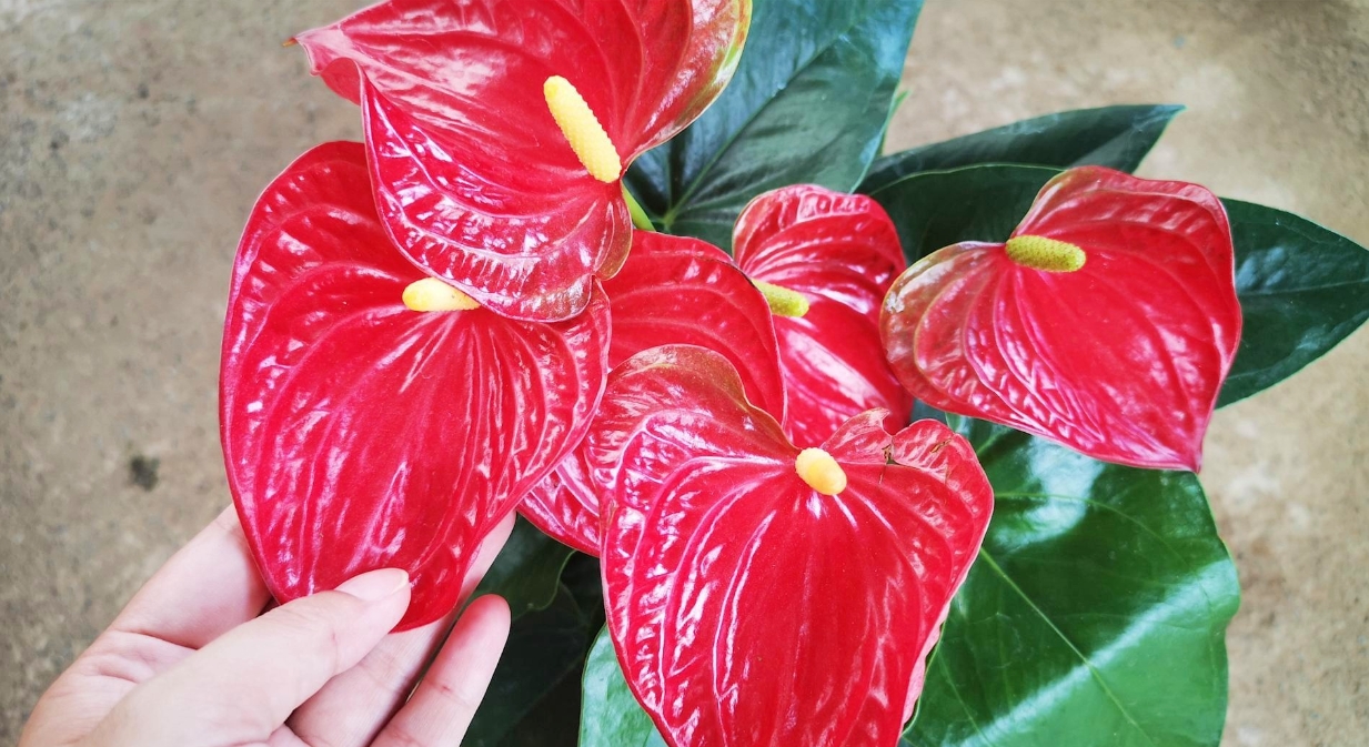 室內也能養出繁花似錦？紅掌花的家養秘訣大公開！