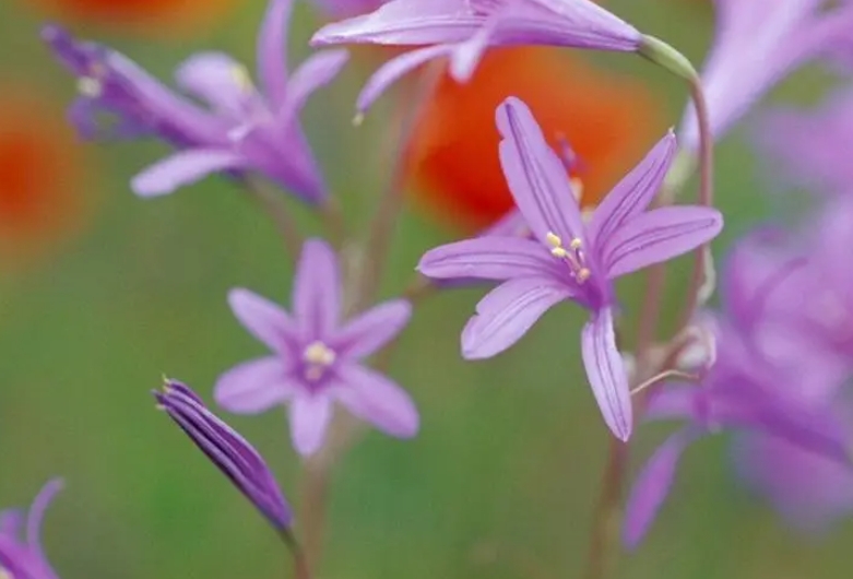 家居新寵鳶尾蒜花：盆栽養(yǎng)殖技巧與注意事項(xiàng)，輕松打造夢(mèng)幻花