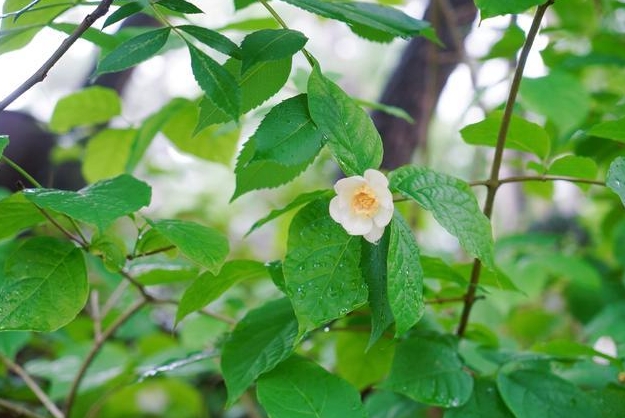 從夏到冬，蠟梅雙驕：夏蠟梅與臘梅的區(qū)別絕美碰撞