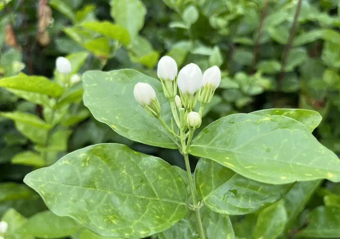 茉莉花種子發芽開花秘籍大公開！讓你的陽臺秒變芬芳花海！