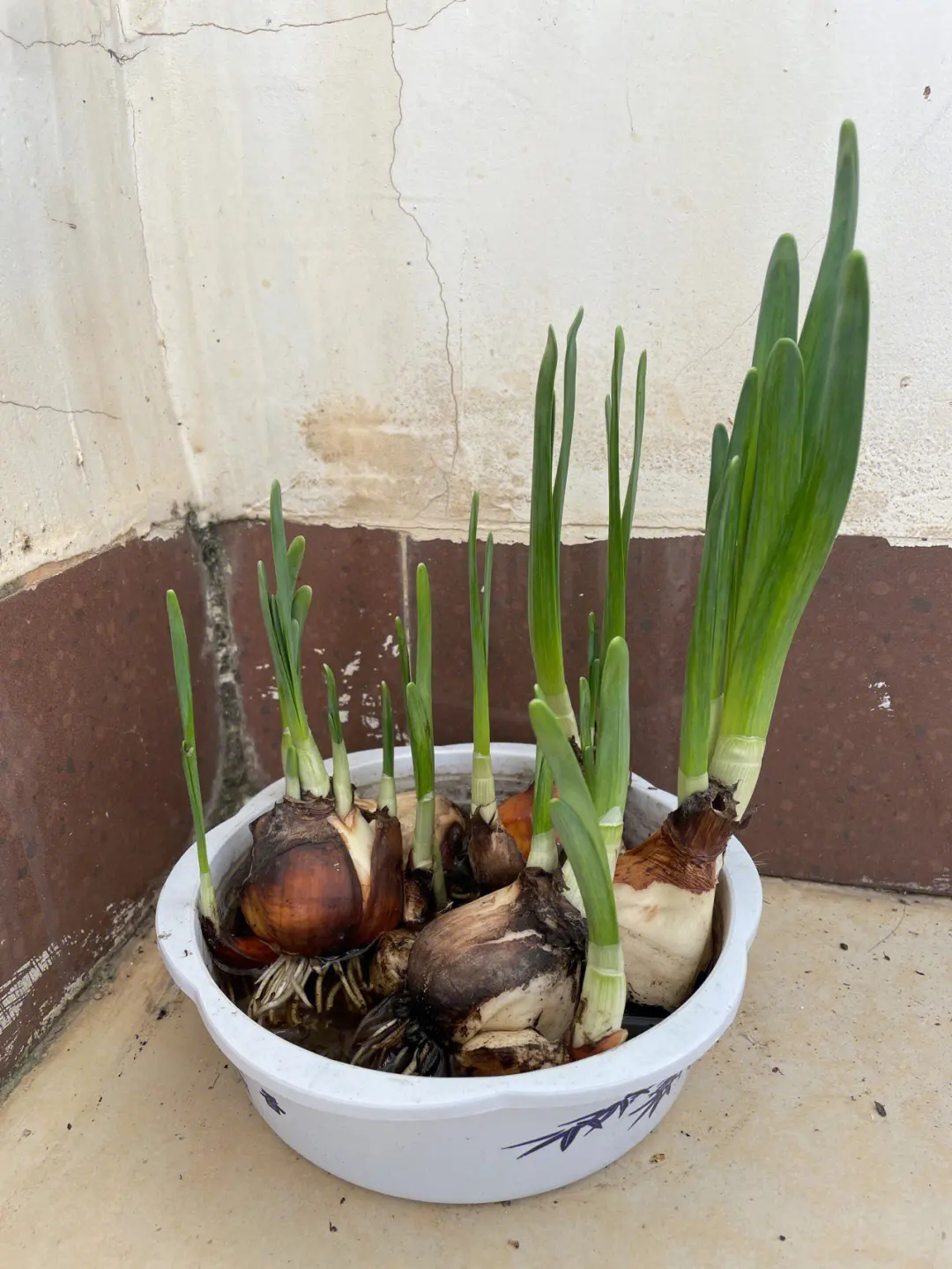 水仙花生長速度大挑戰(zhàn)：揭秘最快發(fā)芽開花秘籍。