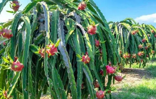 火龍果種植條件揭秘，如何助力偏遠地區變身‘火龍果王國’！