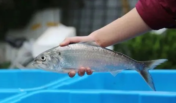 科技賦能打造綠色健康產業鏈-刀魚人工養殖技術的革新之路與管