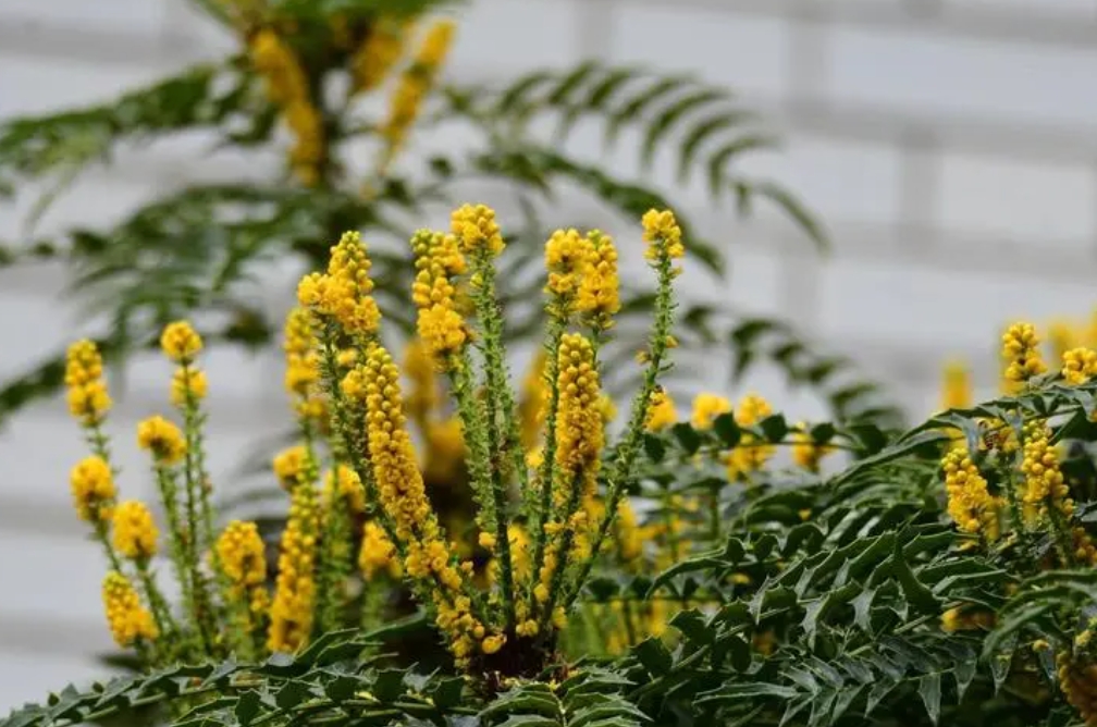 十大功勞這株植物何以贏得如此霸氣之名？一草千功的奇跡植物