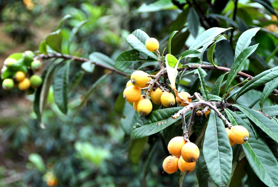 <b>種植枇杷樹喜陰還是喜陽？如何打造枇杷???????最佳生長環(huán)境？</b>