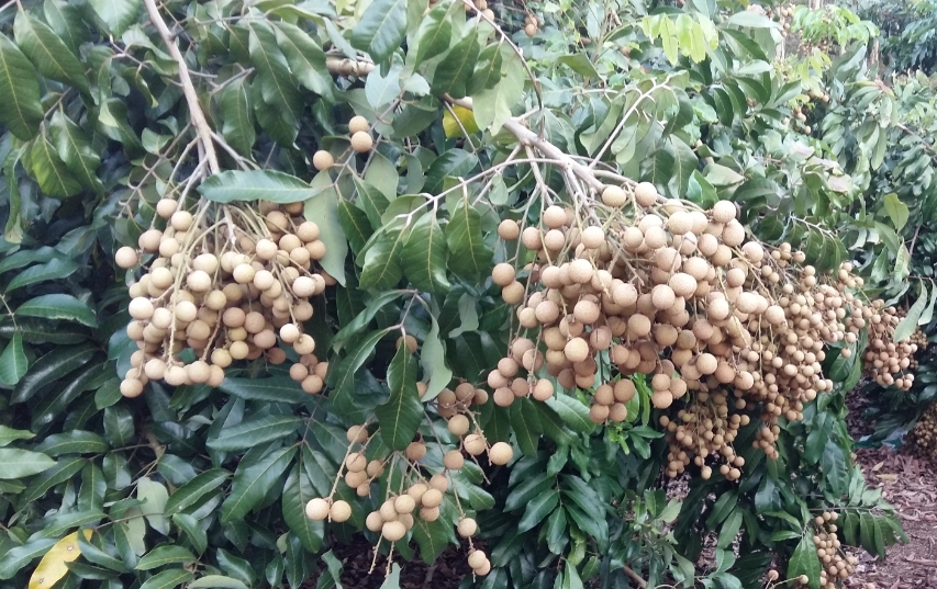 桂圓樹種植最佳氣候土壤條件，輕松收獲甜美果實