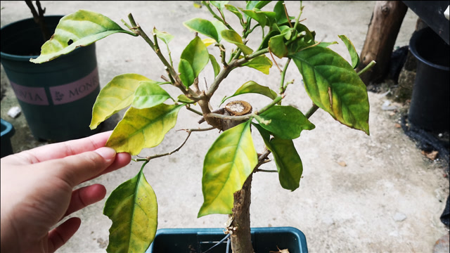 告別三角梅掉葉掉花‘秋日哀歌’，輕松打造美麗花園。