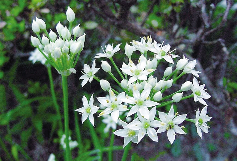 韭菜開花后還能吃嗎？別急著扔韭菜開花才是餐桌上的美食新寵