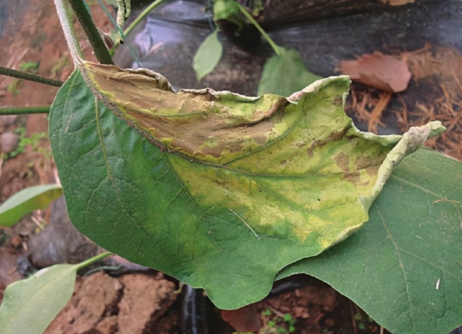 專家為你解答茄子葉片突然變黃是什么病害，遠離種植黃葉危機