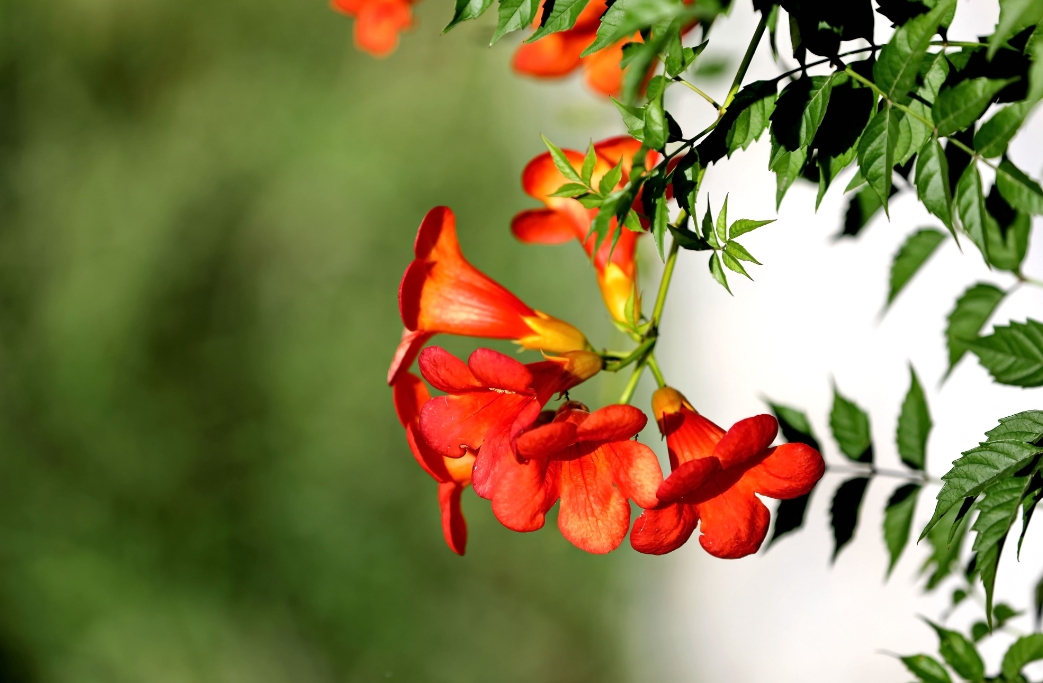 凌霄花花語中的志存高遠(yuǎn)，寓意著不畏艱難、勇往直前的精神圖