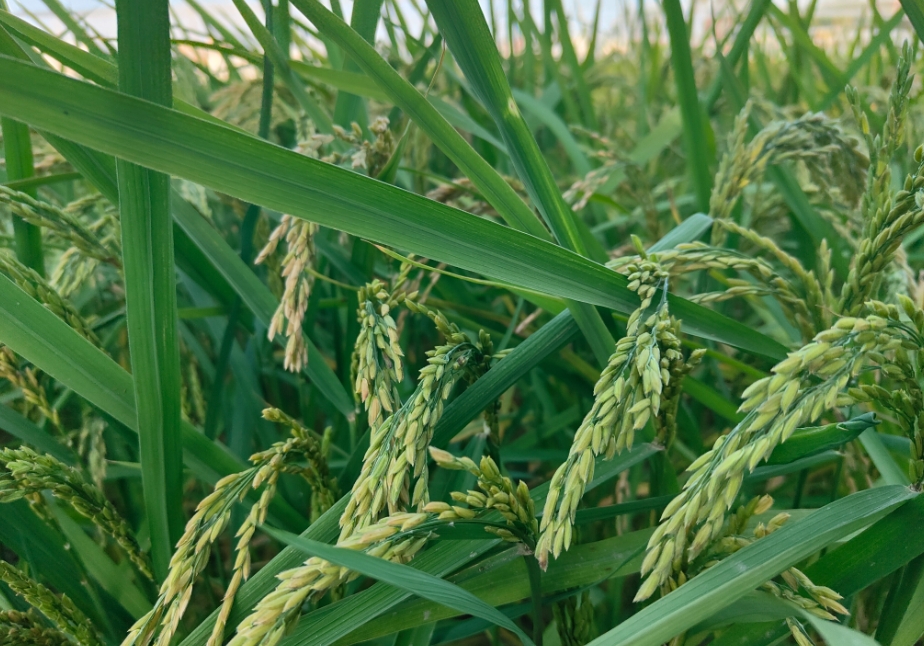 種植高品質稻米之沖施肥的精準使用方法與最佳時機，讓豐收觸