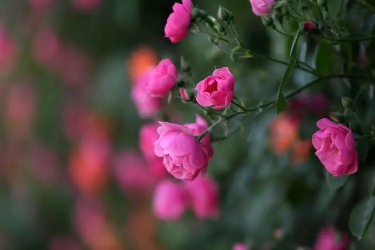 薔薇花開，四季如歌：薔薇花年度多次綻放的自然奇觀！