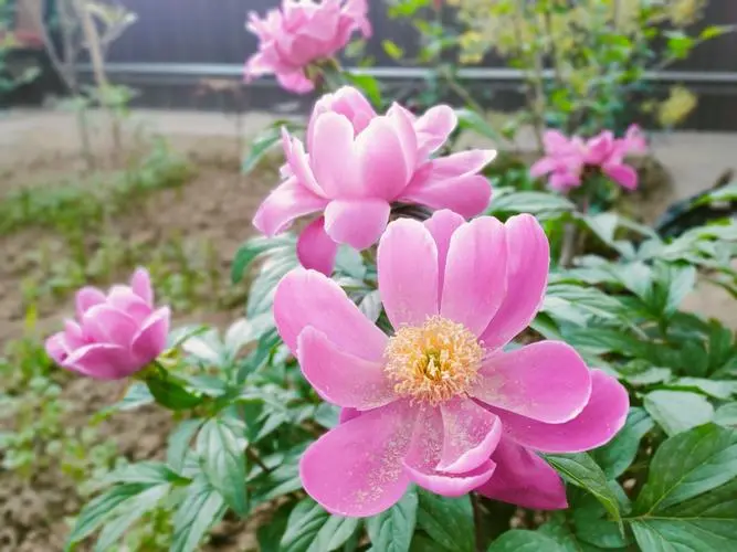 芍藥花開，院中風水大翻盤：一花一世界，院中種植有玄機！