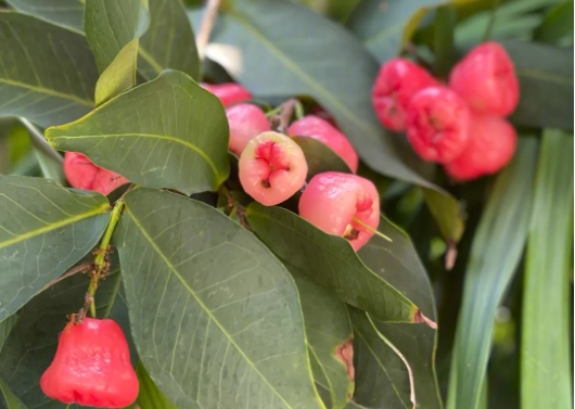 蓮霧種植生長環境與溫度要求，助你輕松培育美味果實