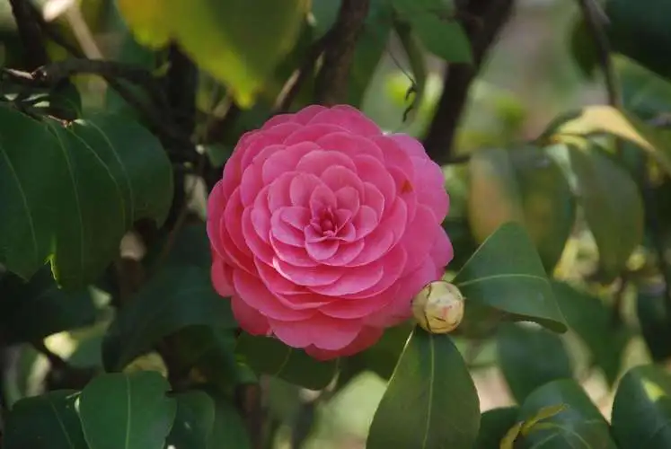 茶花與山茶花名字一字之差，卻是各有千秋的花卉傳奇！