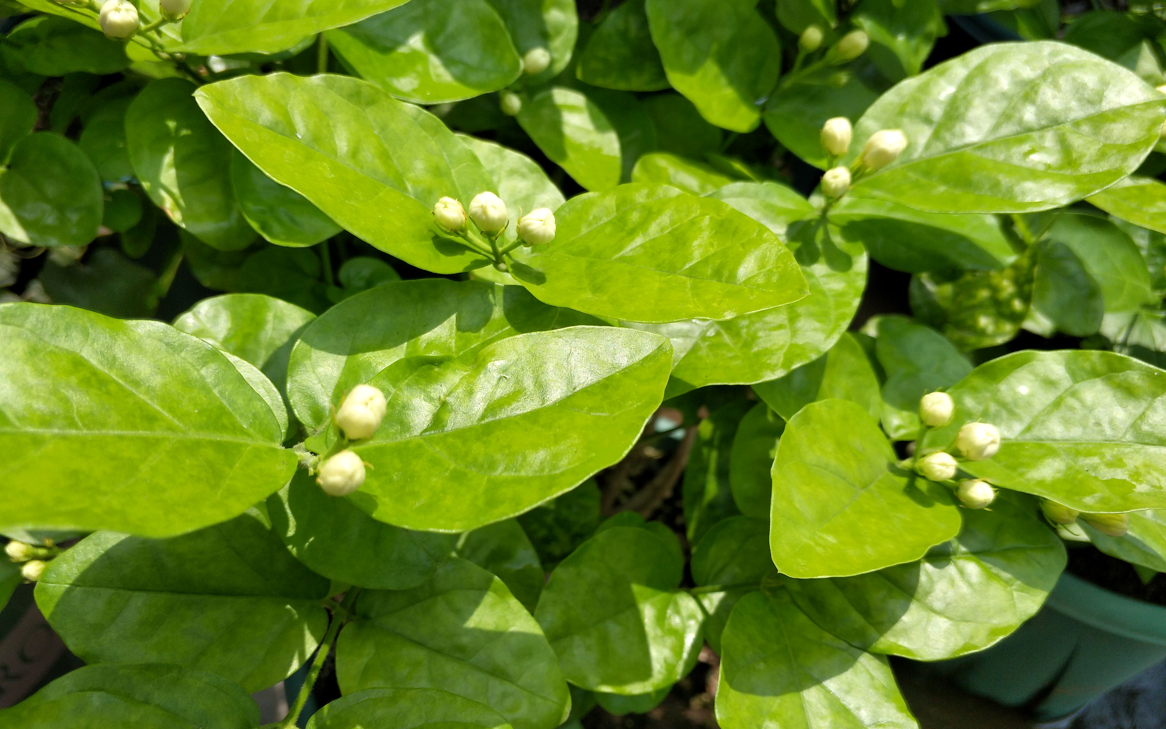 茉莉花茶是茉莉花葉子做的嗎？葉子非原料，花香才是正道！