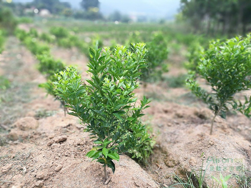 柑橘幼苗移栽種植及后期科學管理方案，精細養護豐收在望！