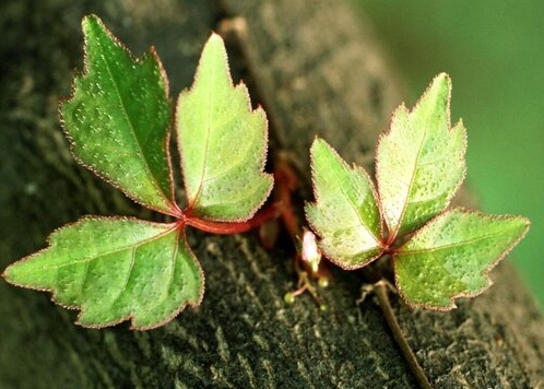 常春藤是爬山虎植物嗎？從科屬到習性都不同的兩大明星綠植。