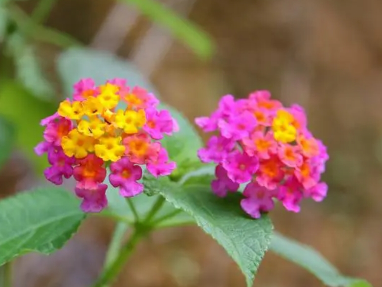 五色梅一年開(kāi)幾次花？掌握養(yǎng)護(hù)技巧花開(kāi)不斷