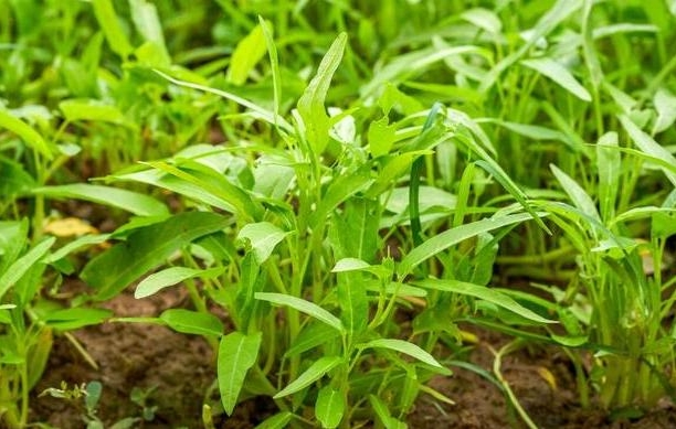 <b>專家指導空心菜大棚種植技術(shù)與管理方法，產(chǎn)量翻倍還美味！</b>