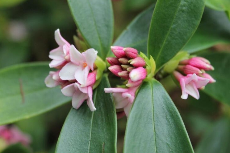 瑞香花是草本還是木本植物？木本植物的優雅代表