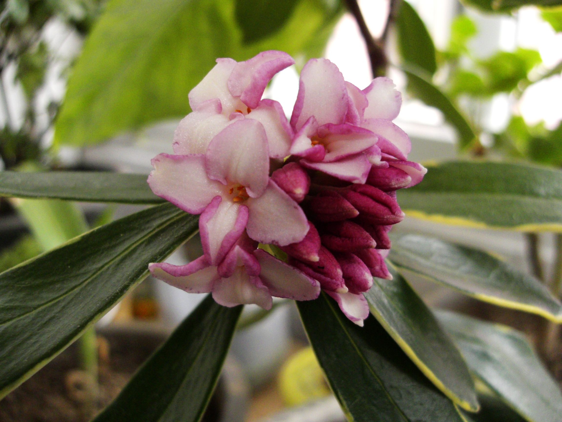 瑞香花是草本還是木本植物？木本植物的優雅代表