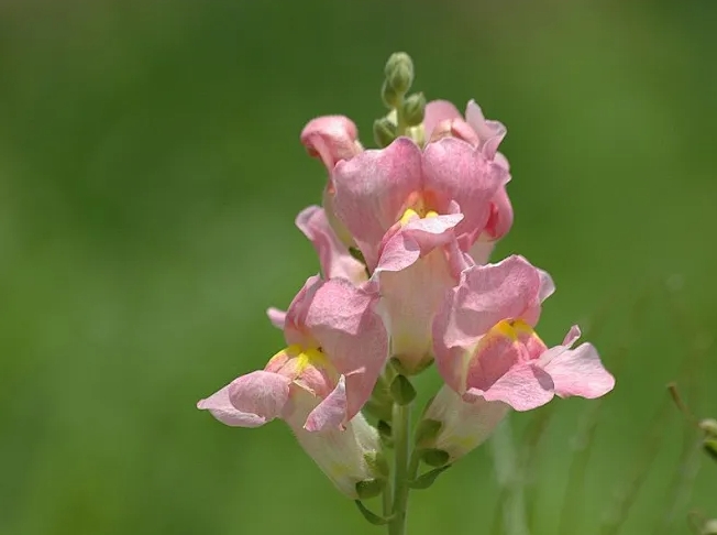 <b>金魚草喜陰還是喜陽？光照需求解析，輕松養(yǎng)花無壓力</b>