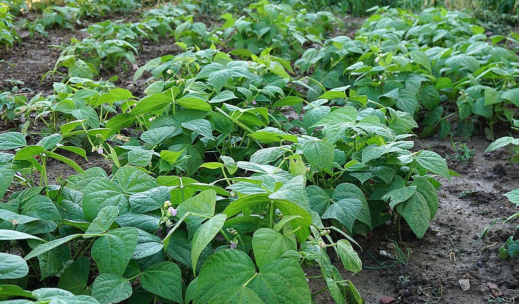 一株綠豆苗能長出多少顆綠豆？從一粒種子到滿枝碩果的奇跡。