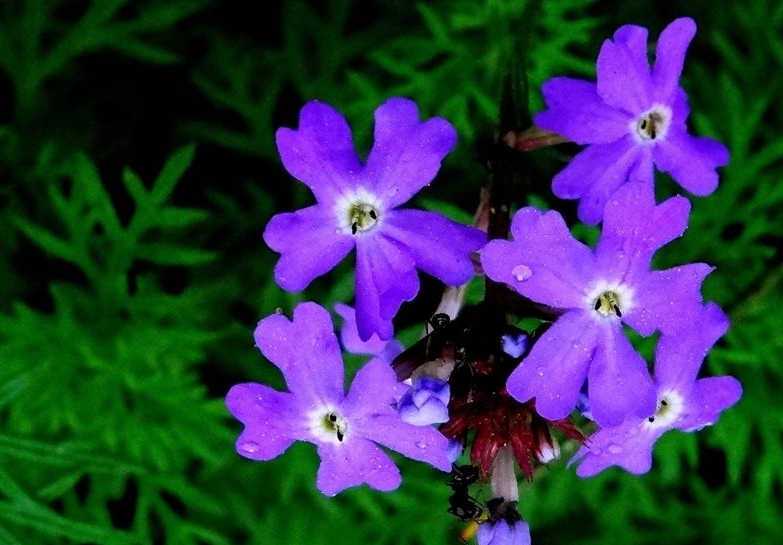 紫羅蘭怎么養護開花快？光照+澆水快速開花技巧