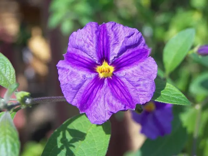 紫羅蘭怎么養護開花快？光照+澆水快速開花技巧