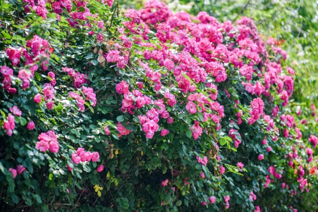 薔薇花是木本還是草本植物？木本身份之美。