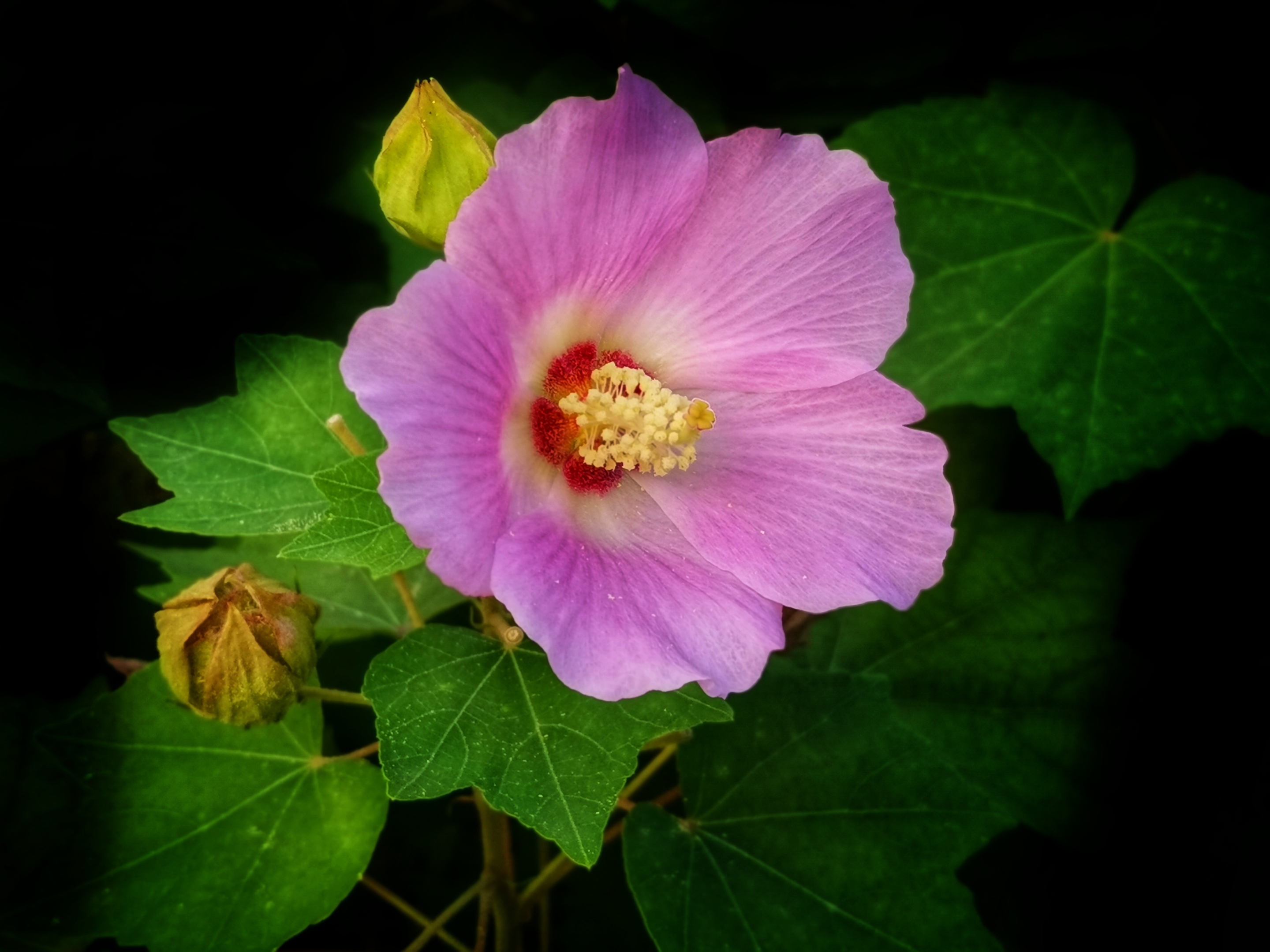 芙蓉花是荷花嗎？全方位揭示芙蓉花與荷花的區(qū)別。