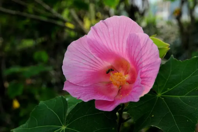 芙蓉花是荷花嗎？全方位揭示芙蓉花與荷花的區(qū)別。