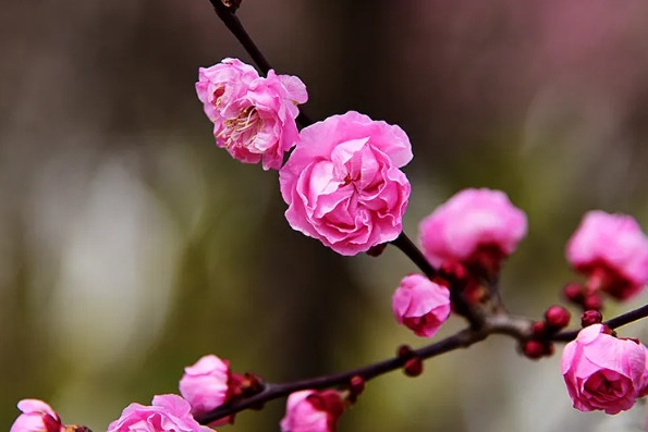 <b>梅花有香味嗎？梅花香自苦寒來，淡雅幽香令人醉。</b>