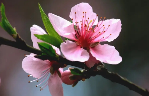 桃花有幾個(gè)花瓣？五瓣綻放寓意五福臨門的祝福。