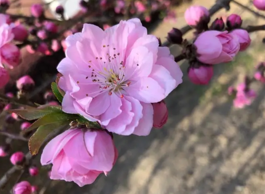 桃花有幾個花瓣？五瓣綻放寓意五福臨門的祝福。