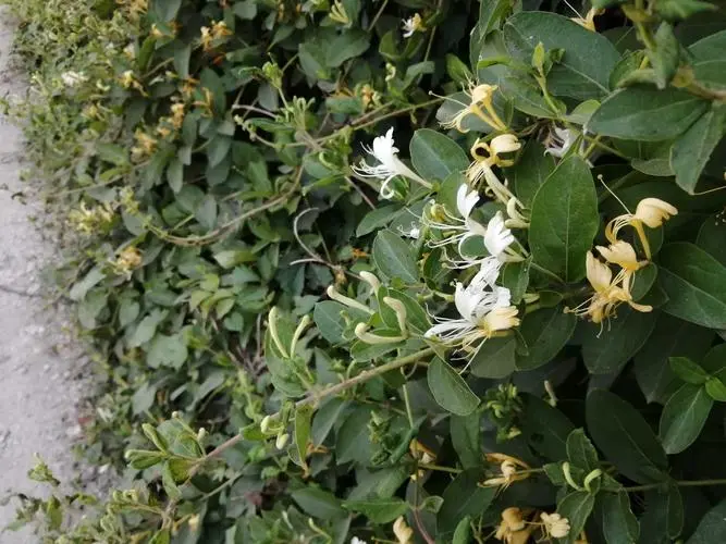 金銀花為什么不開花只長藤蔓？金銀花養(yǎng)護秘籍迎接滿園芬芳。