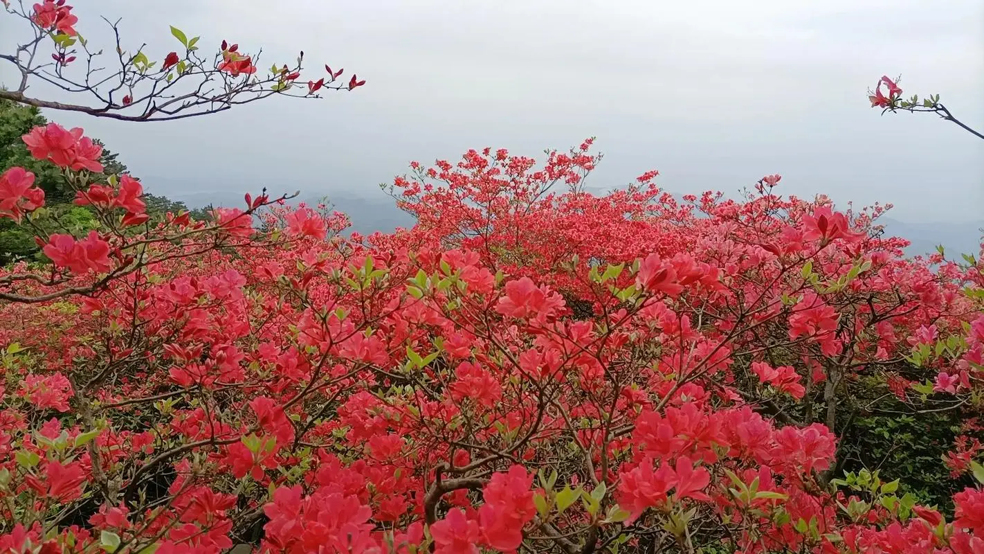 杜鵑花和映山紅是一種花嗎？春色滿園都一樣。