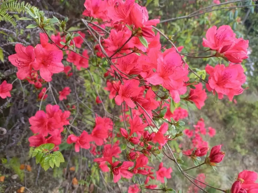 杜鵑花和映山紅是一種花嗎？春色滿園都一樣。