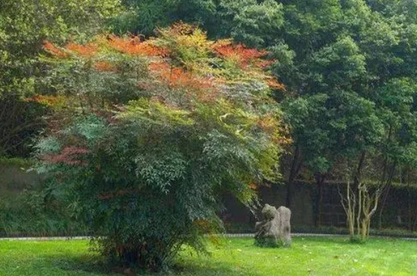 一眼萬年南天竹，選擇庭院最佳位置種植打造絕美庭院。